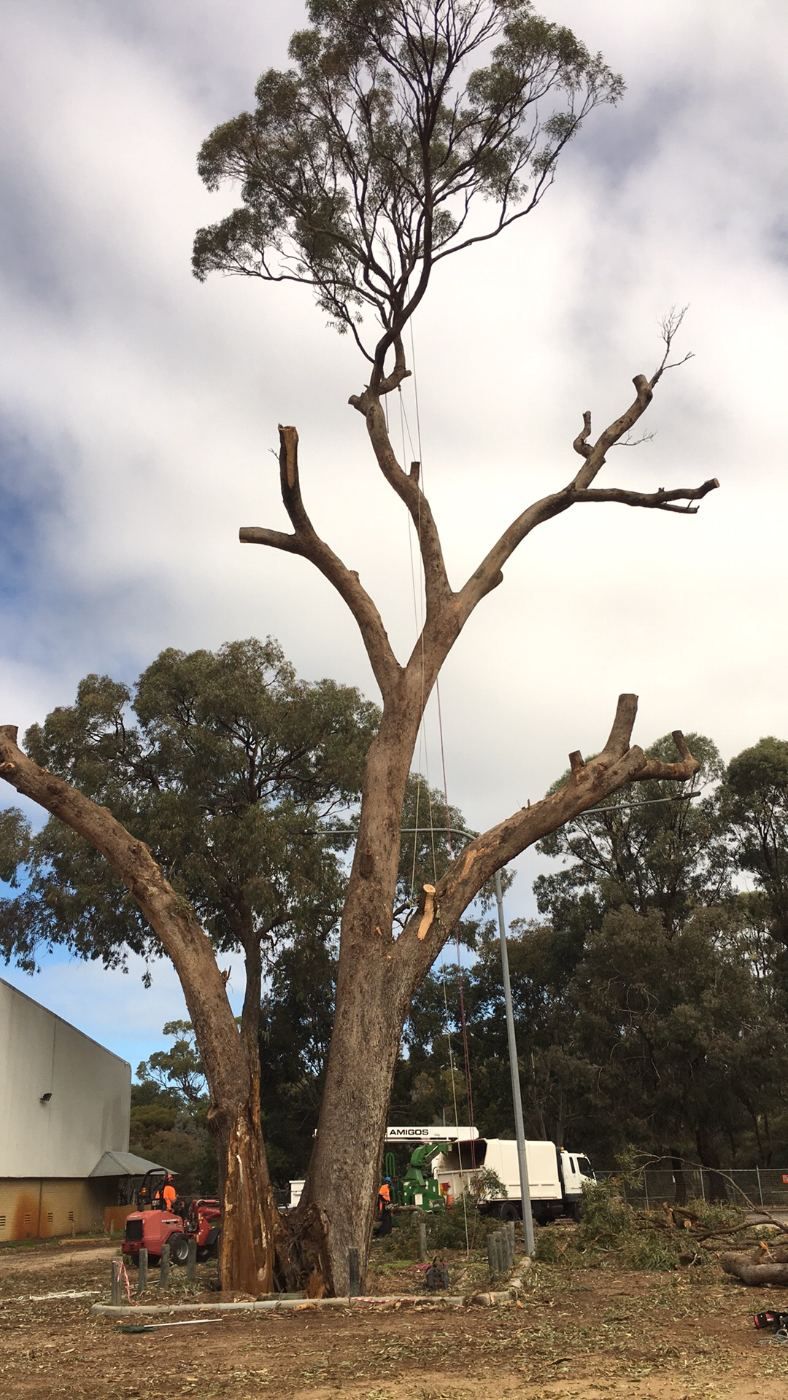 Large gum tree being lowered in sections during a tree removal, with the wood chipper on site