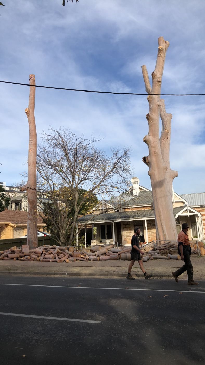 Two gum trees reduced to bare stems partway through a removal