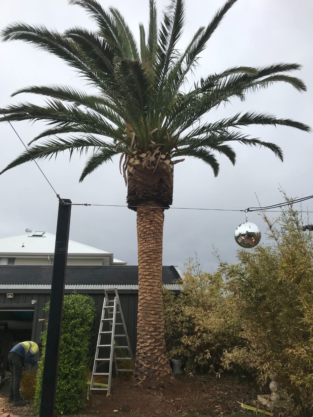 Palm tree in a backyard after being cleaned up and trimmed