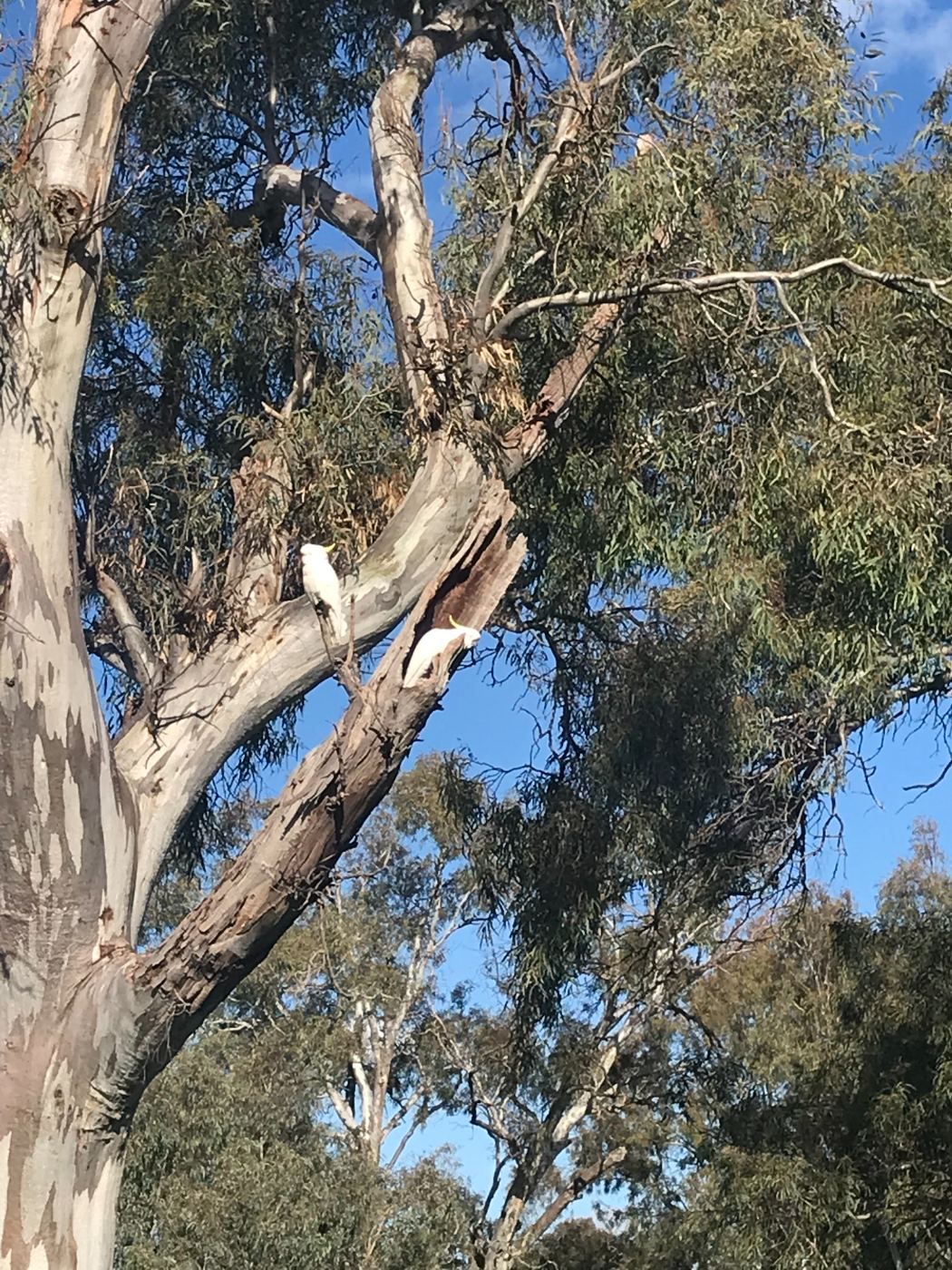 Cockatoos nesting in a hollow tree limb