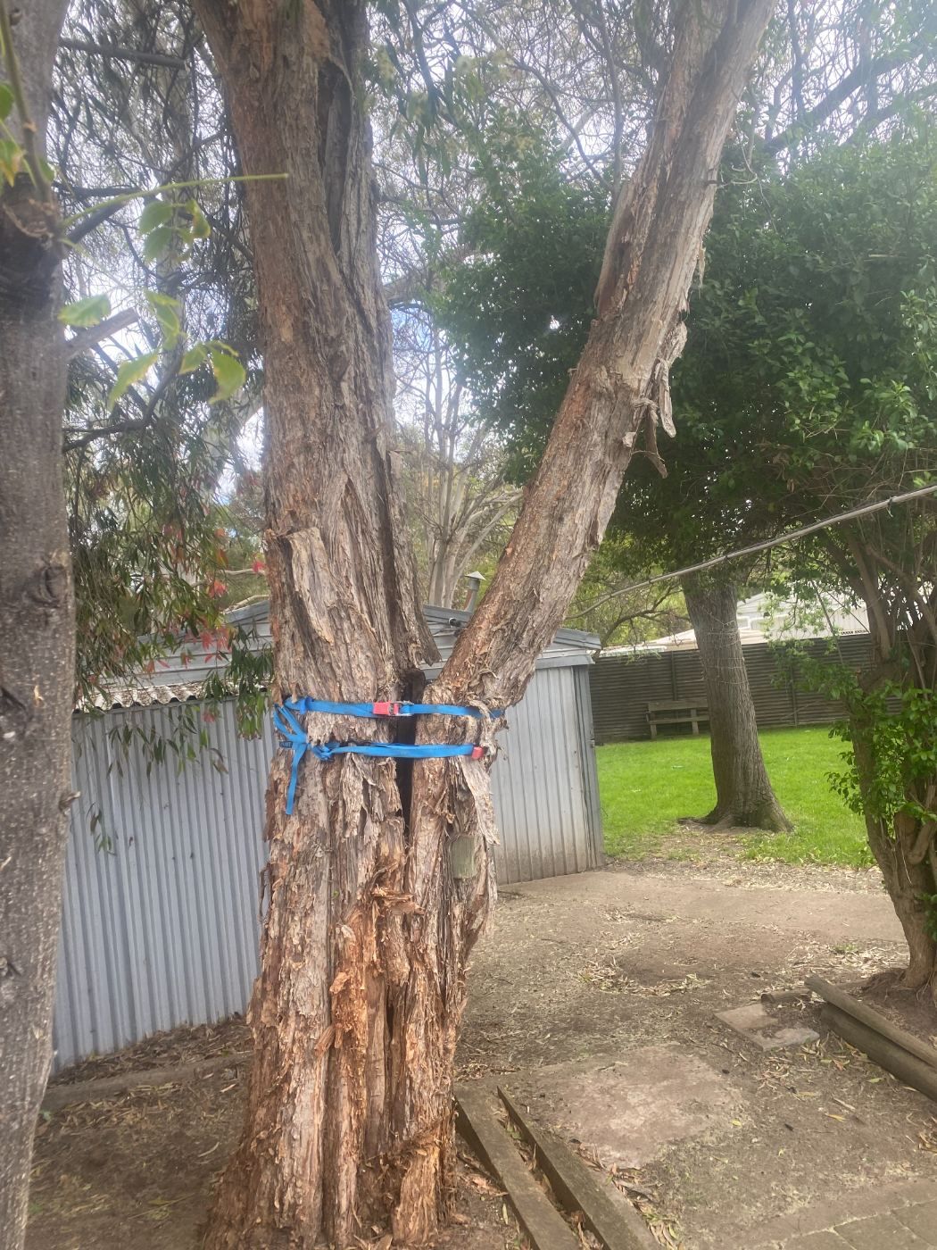 Split fork in a tree held together with ratchet straps