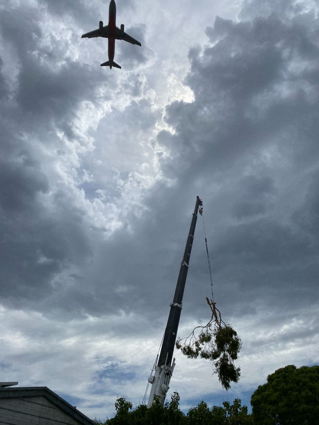 Crane lifting a cut gum limb clear of a house roofline during a tree removal