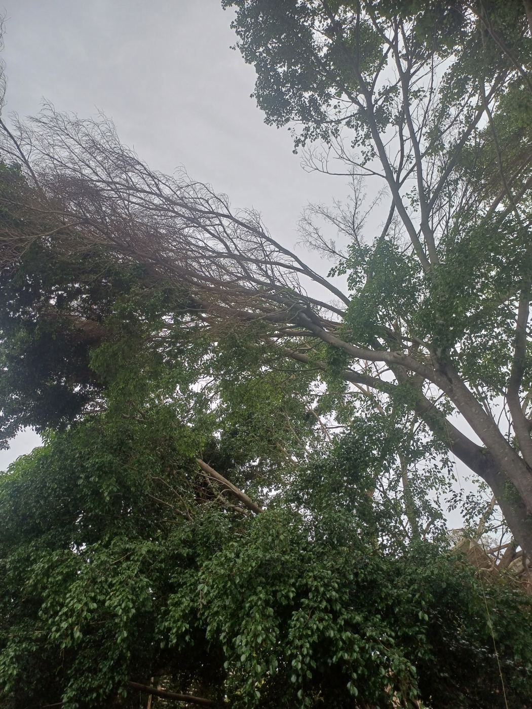 Storm-broken limb leaning through a tree canopy