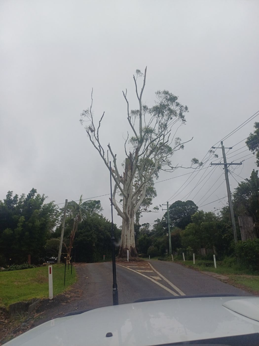 Storm-damaged gum tree beside a narrow road
