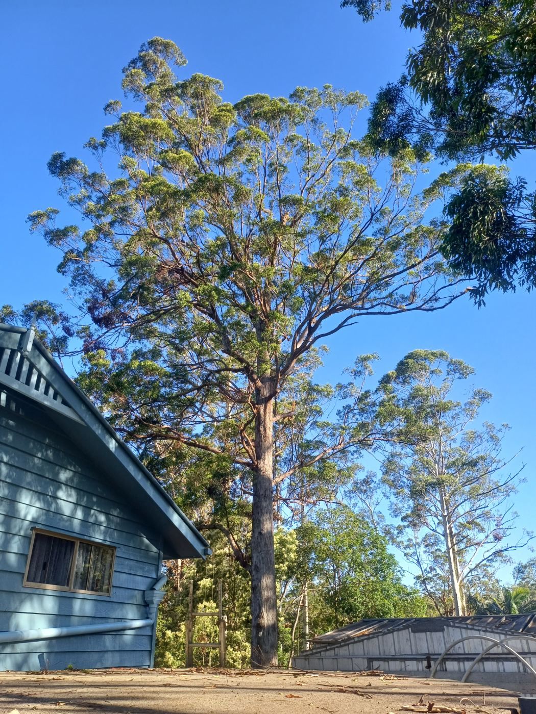 Tall gum tree growing right beside a house
