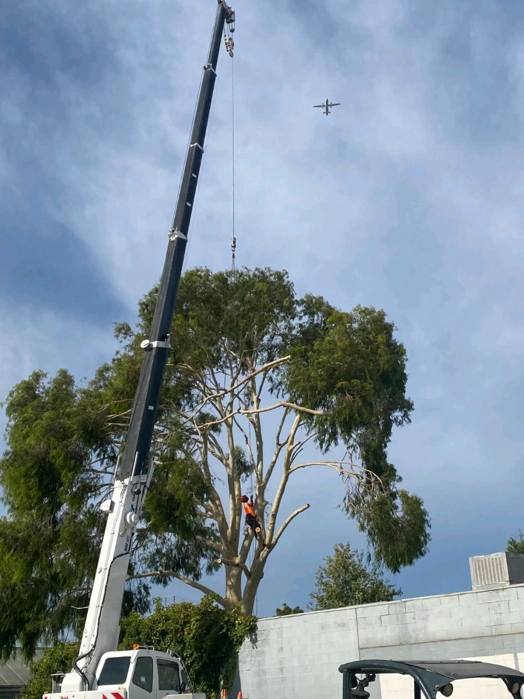 Climbing arborist and crane working together to take down a gum tree