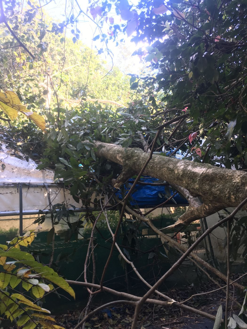 Fallen tree limb lying across a shed roof after a storm