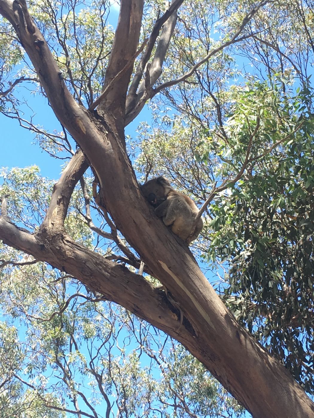 Koala asleep in the fork of a gum tree