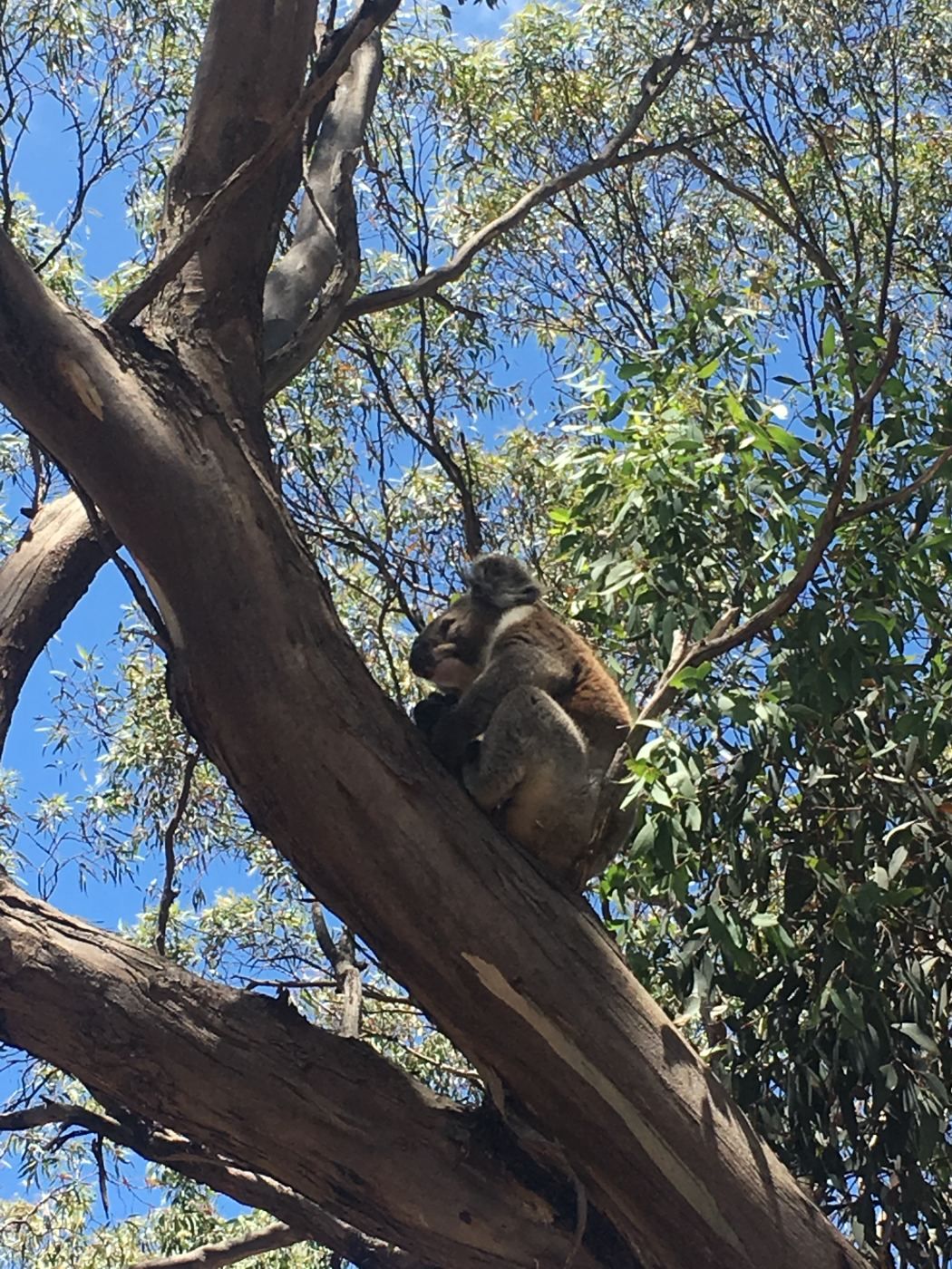 Koala sitting partway along a branch