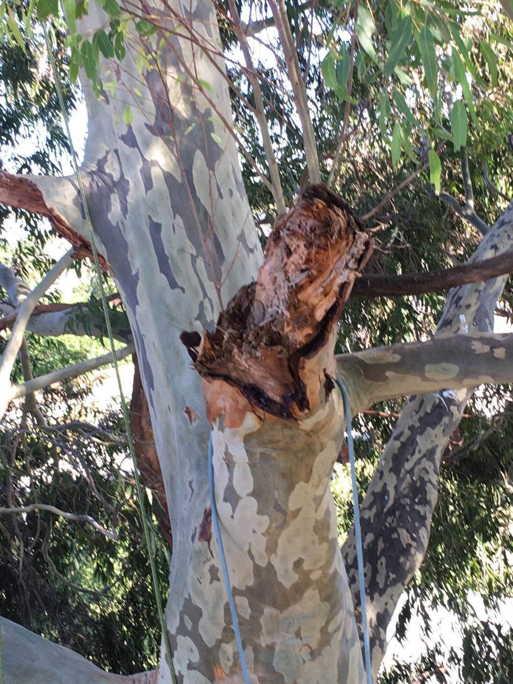 Limb torn away from the trunk at the branch union