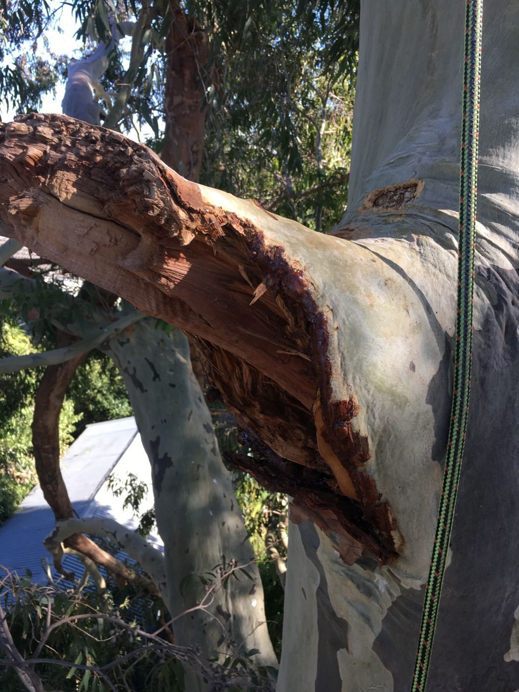 Failed gum branch with red kino sap weeping from the wound