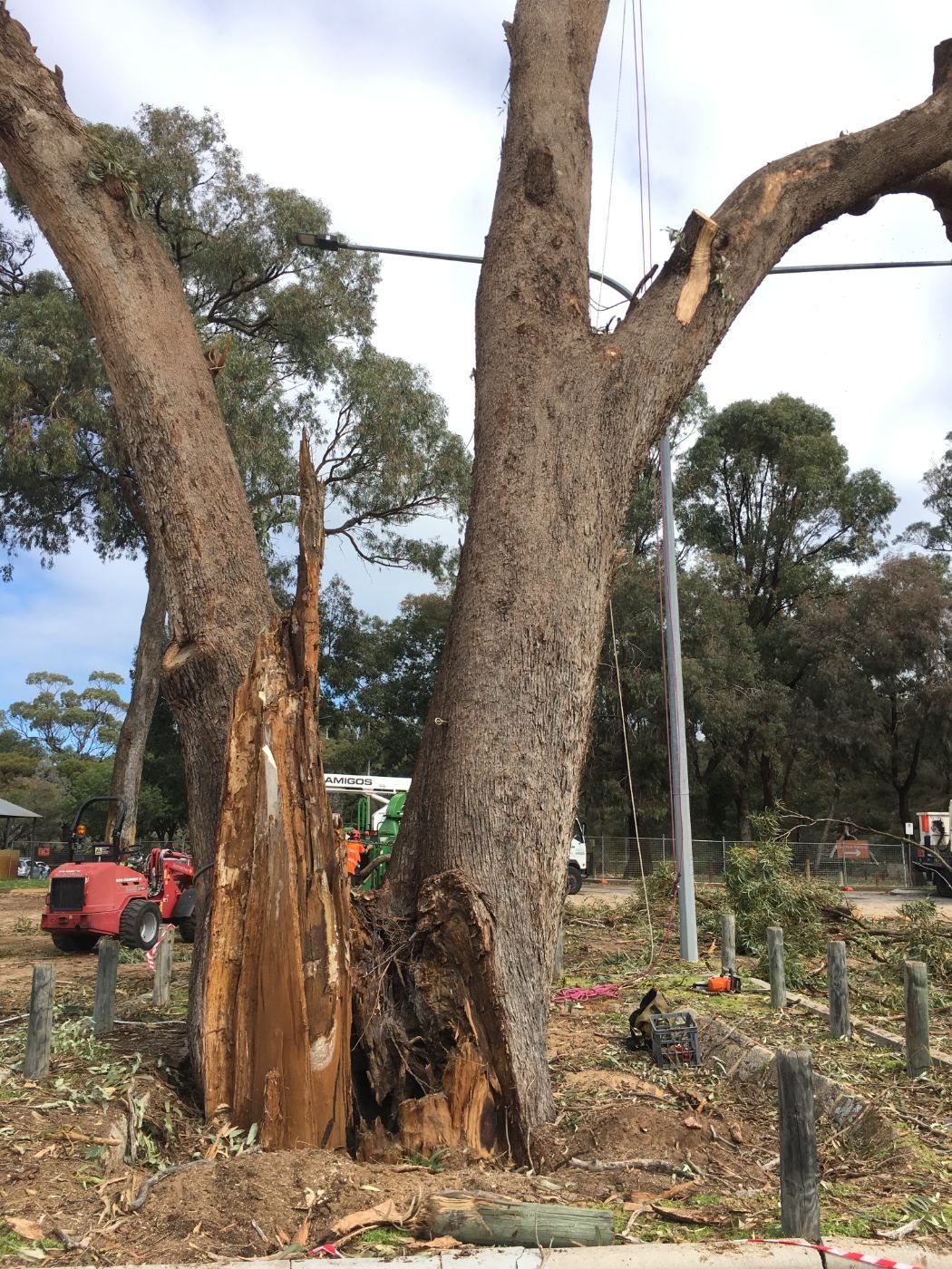 Split base of a large gum tree with the crew and a loader behind