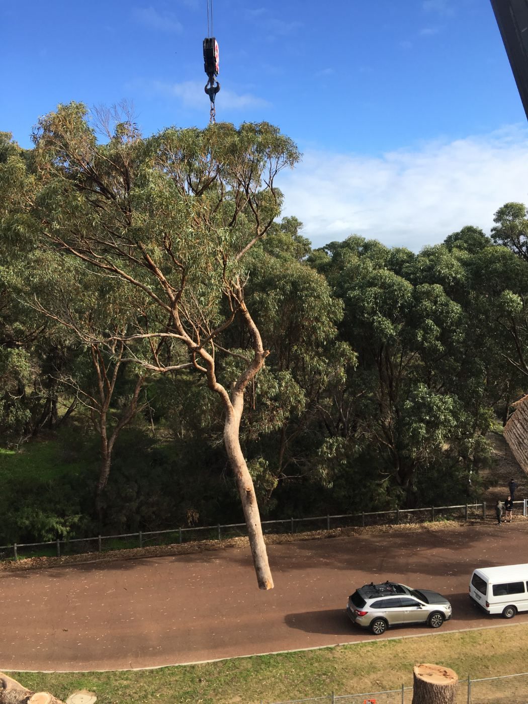 Whole tree stem hanging from a crane hook during a crane-assisted removal