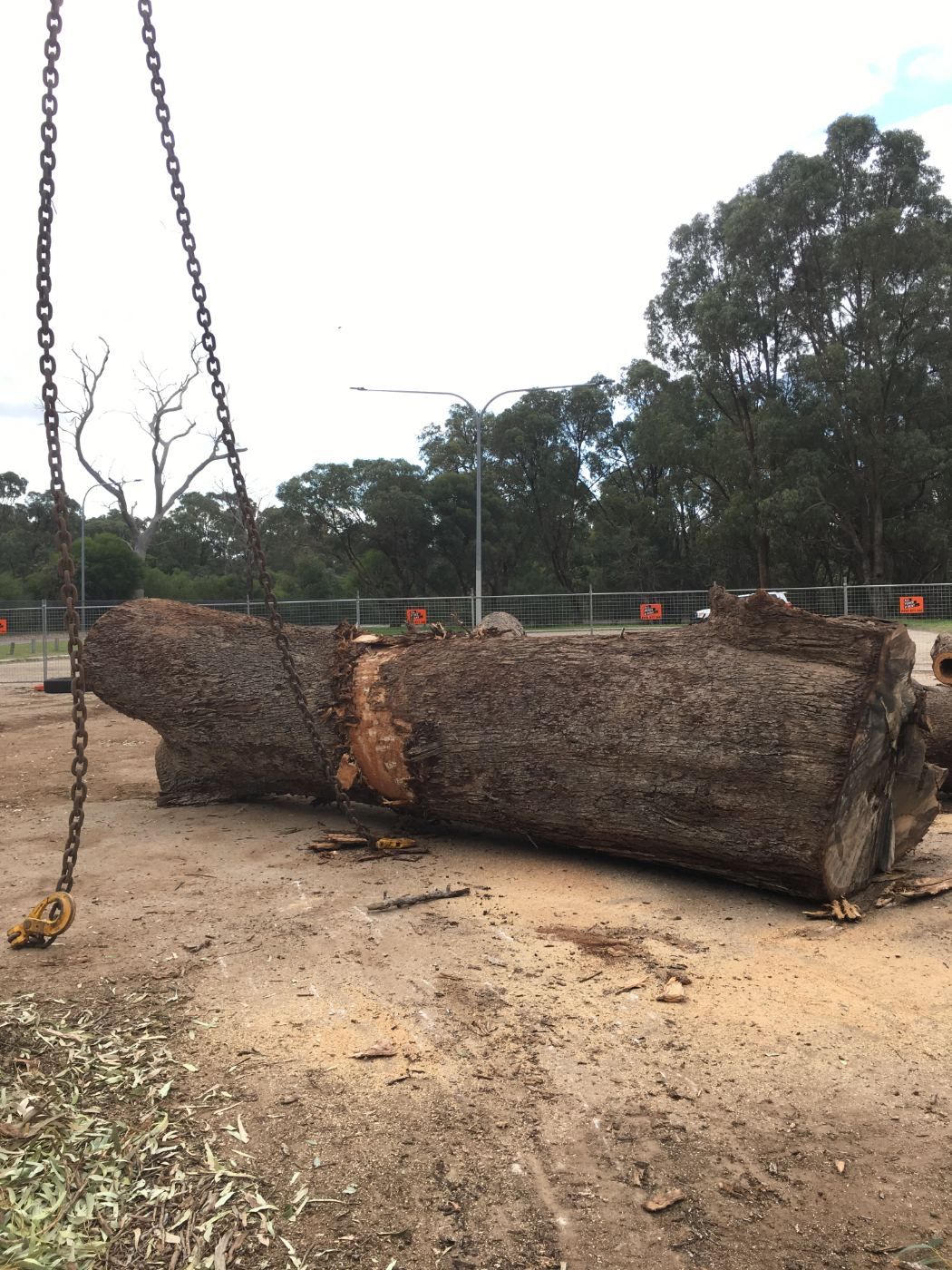 Large trunk section slung on chains ready to be lifted