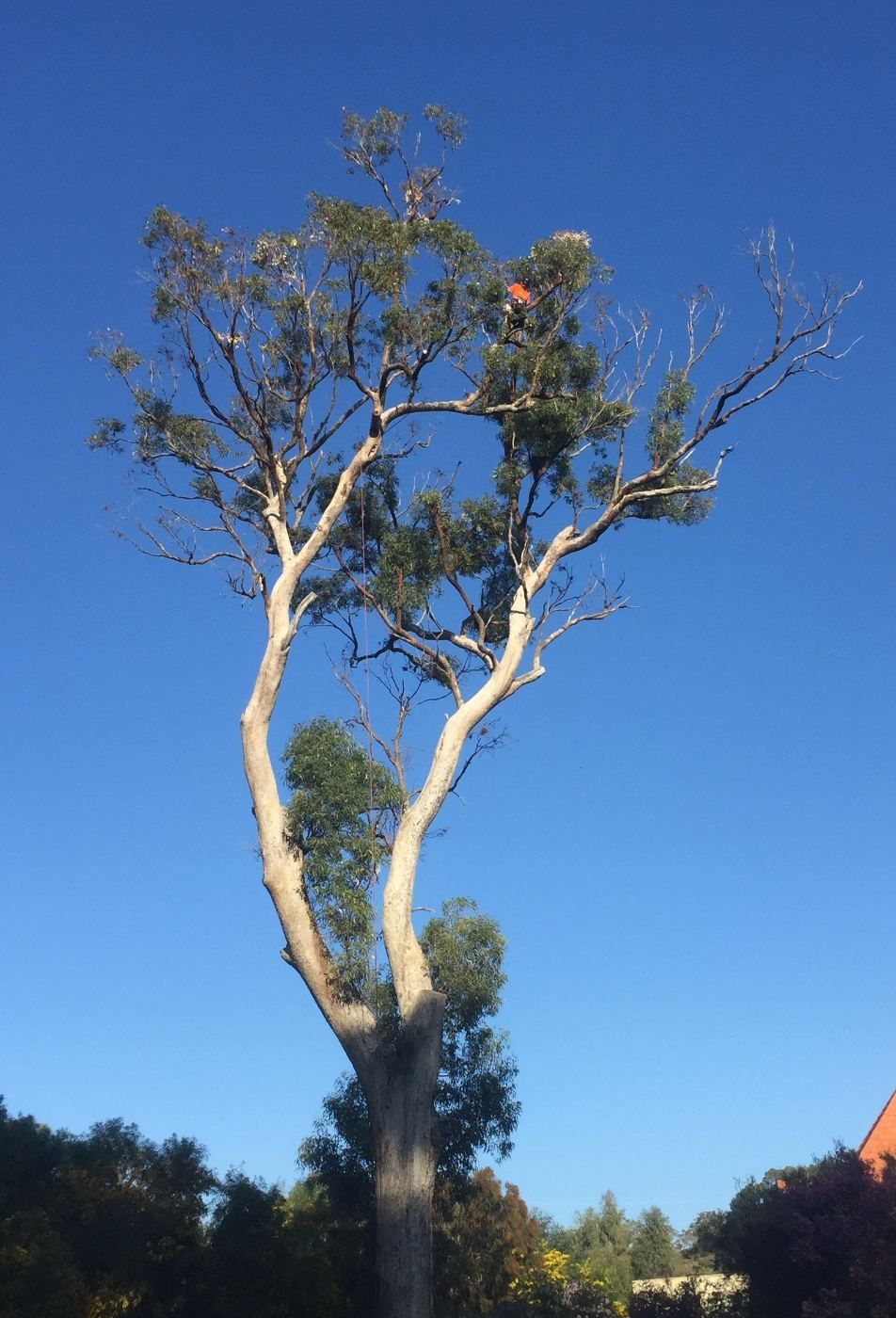Climbing arborist pruning in the crown of a tree