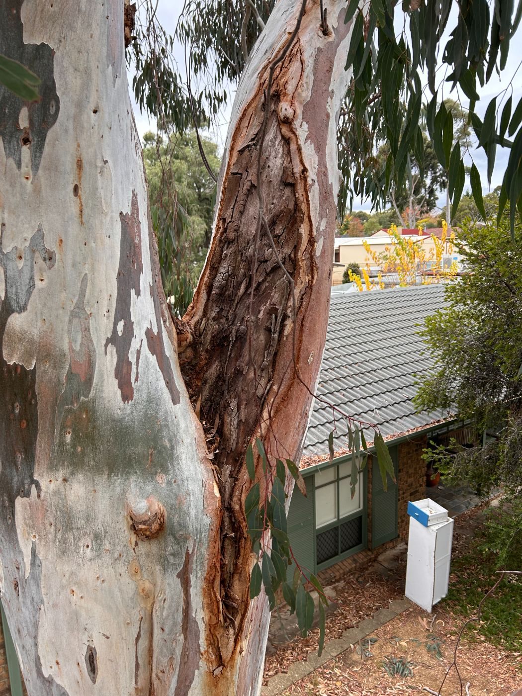 Included bark pocket in the fork of a tree, a structural weak point