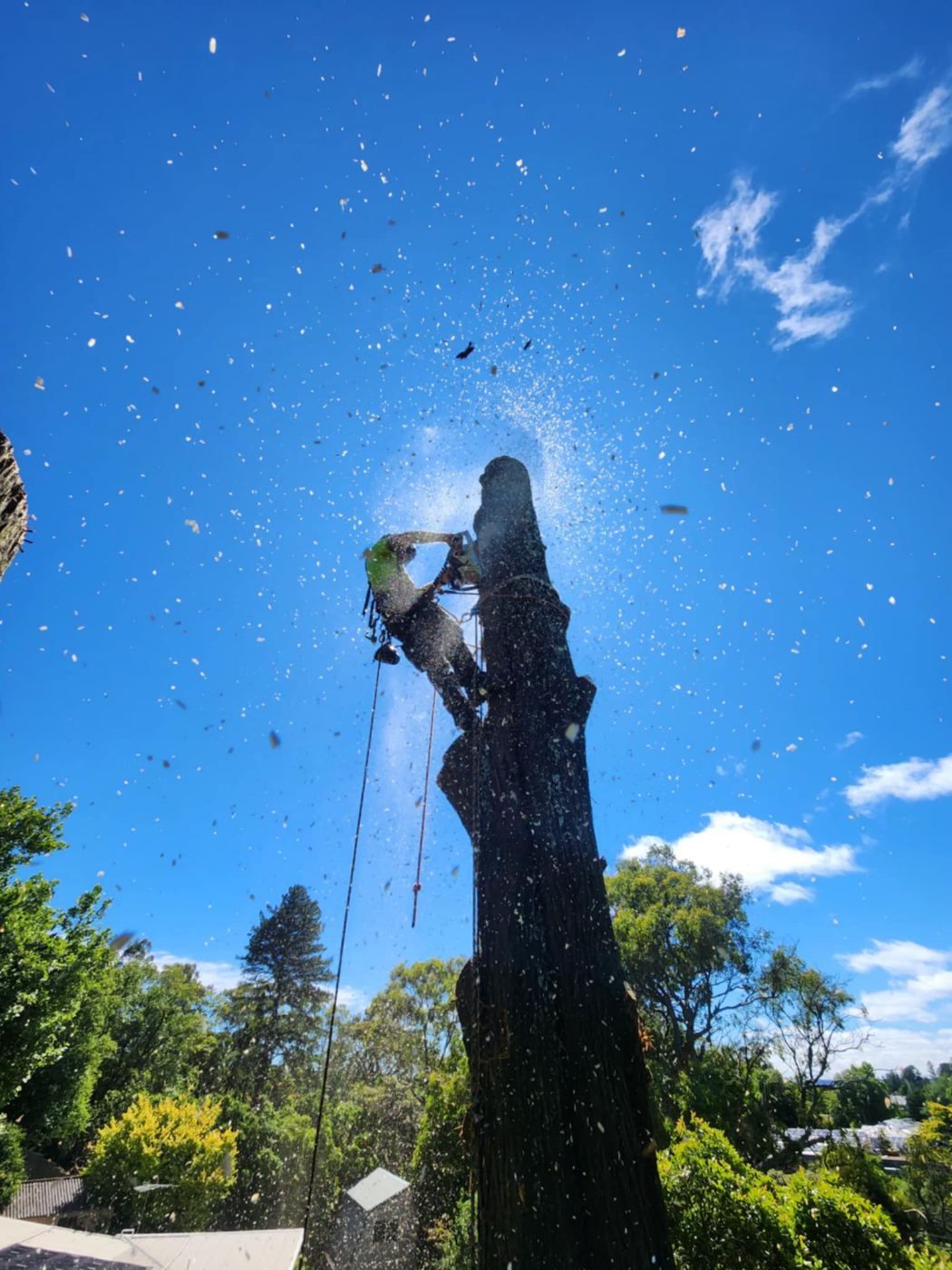 Arborist in climbing harness cutting a stem section high in a tree