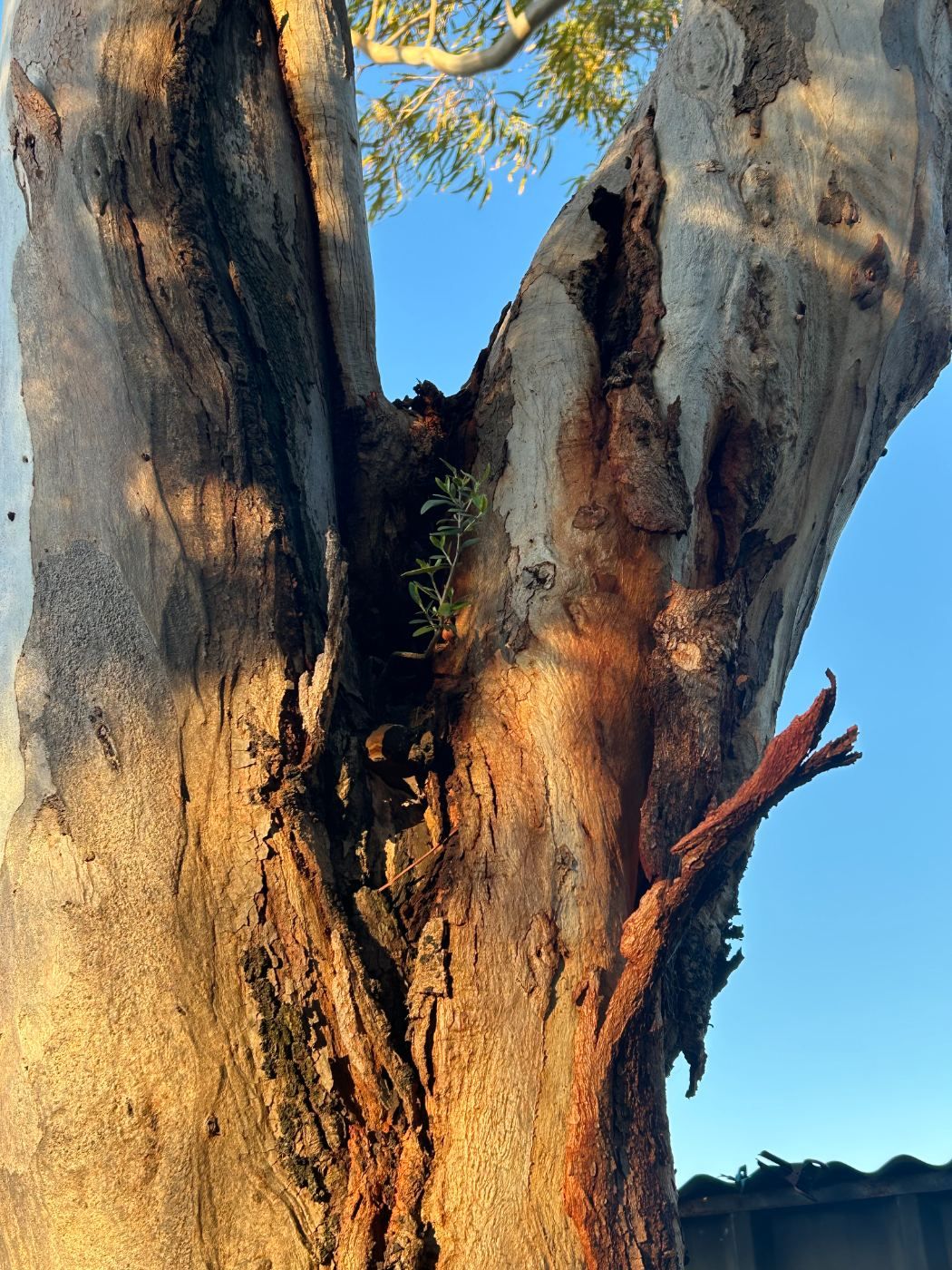 Hollow in the fork of a tree