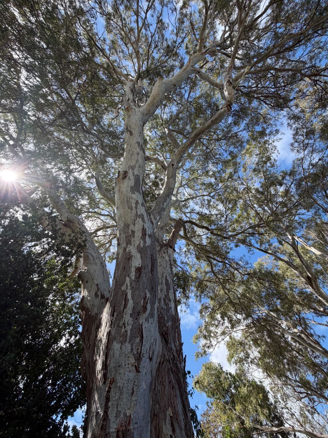 Canopy of a mature gum tree