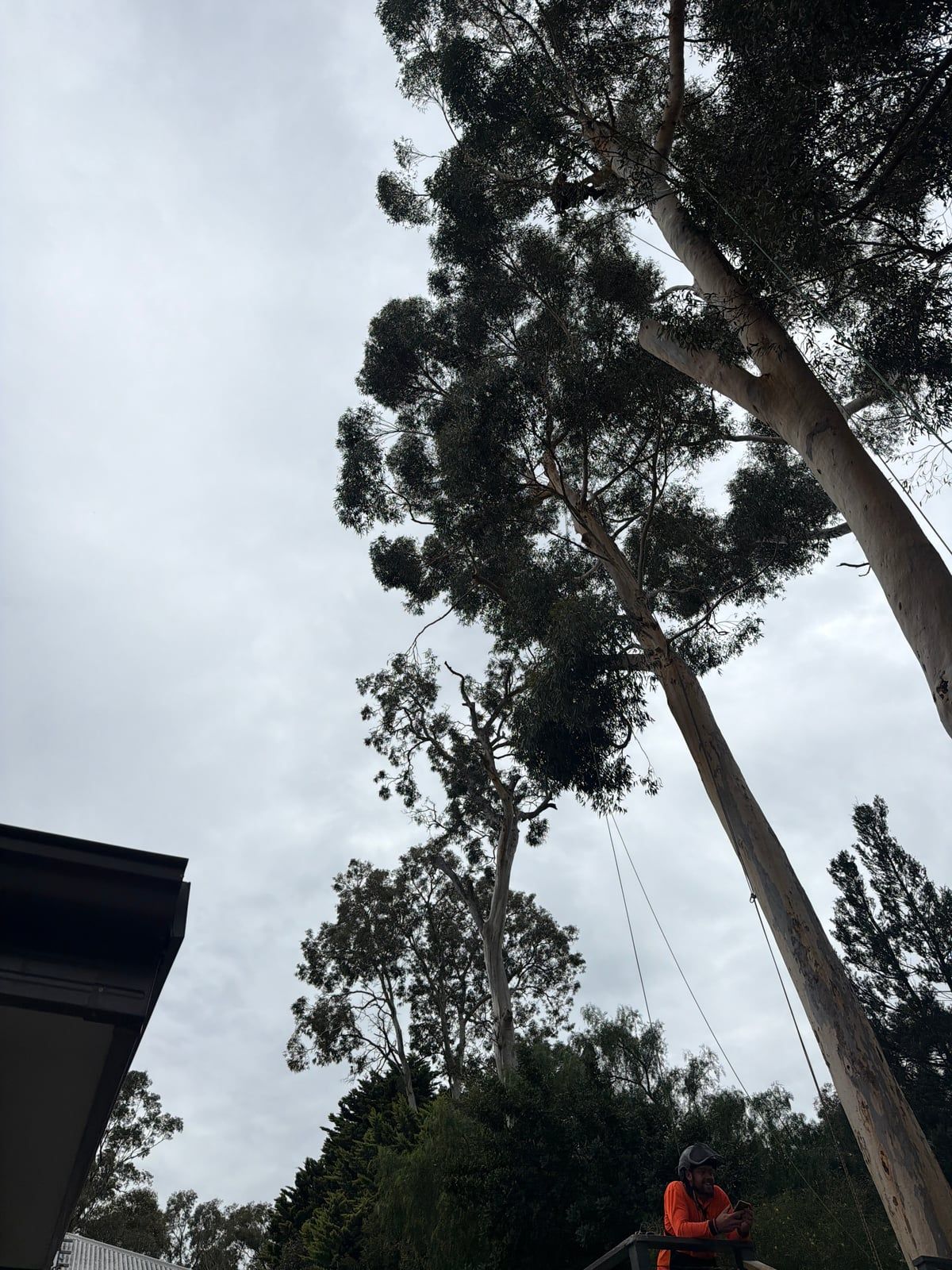 Climbing lines rigged high in a tall sugar gum during pruning, with a crew member in hi-vis below
