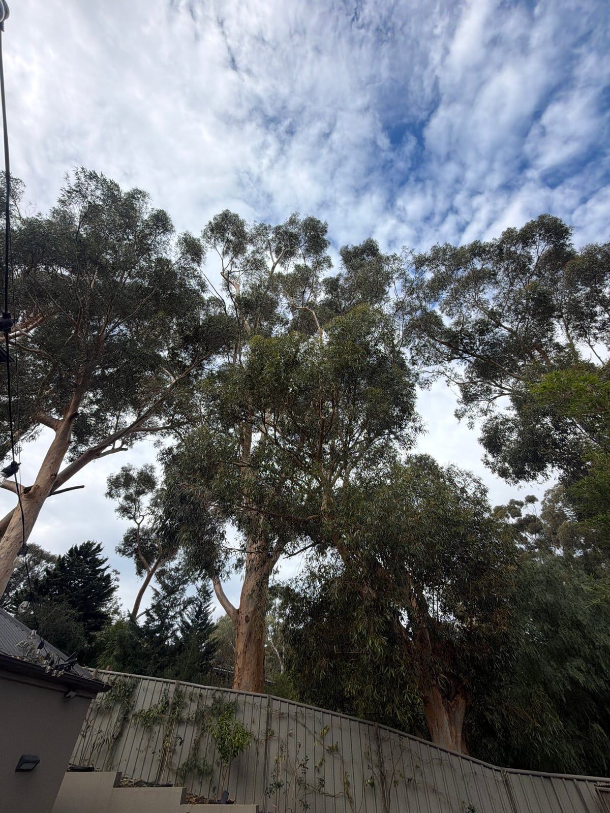 After: the same sugar gums along the back fence, with crowns reduced away from the house