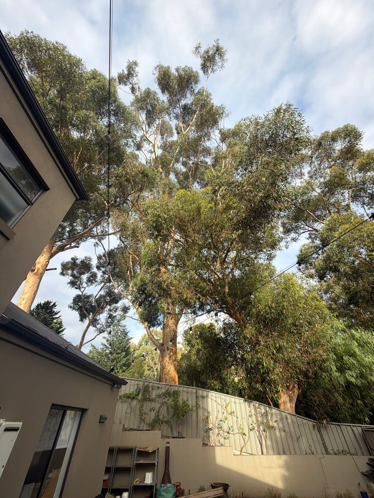 Before: sugar gums along the back fence with dense, heavy crowns