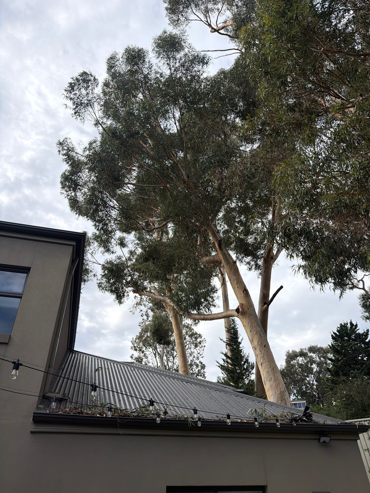 After: the same sugar gums from beside the house, with the crowns reduced away from the roof