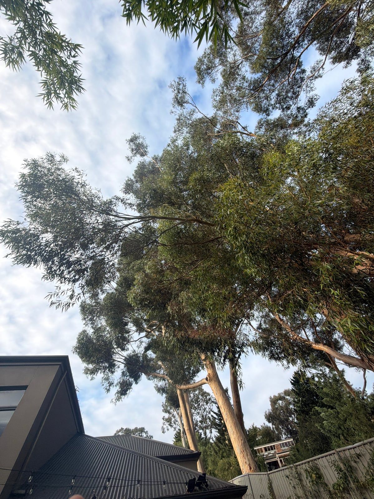 Before: large sugar gums beside a Stonyfell house, with a long, heavy limb reaching out over the roofline